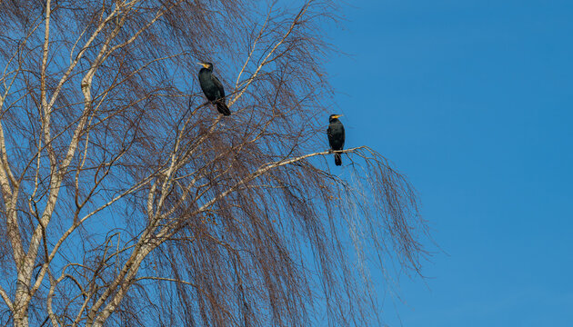Kormoran macht Rast auf einem Baum