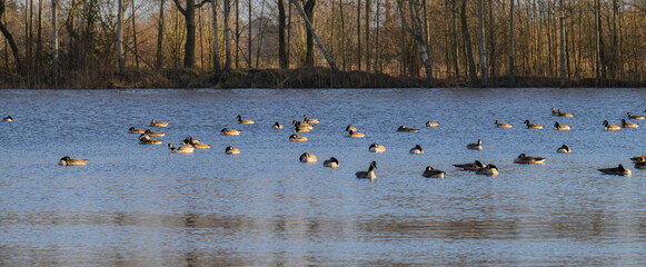 Weißwangengänse machen Rast auf einem See