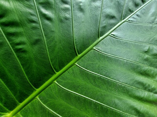 Abstract line and texture of green leaf of Giant elephant ear plant.