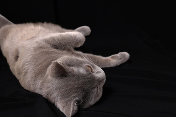 British shorthair cat sitting lying playing relaxing grooming on black background - 736186292