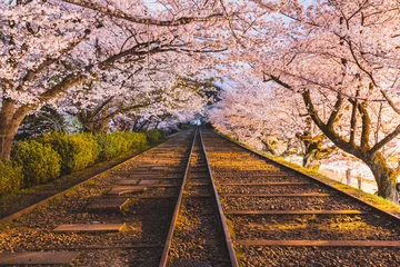 Rolgordijnen cherryblossoms in kyoto © T2C
