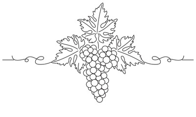 Bunch of grapes. Vine. Vector line drawing on white or transparent background. Grapevine. Seamless grape border