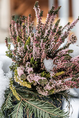 pink Calluna vulgaris gets a little snowed in in a pot in the garden in winter.
