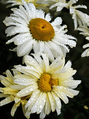 Closeup of white daisies (Anthemis) in french garden with raindrops on the petals 