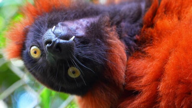 Vibrant Red Lemur: Wildlife Close-Up
