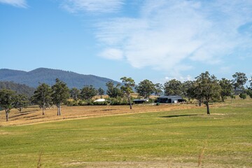Farming landscape of stud angus and wagyu bulls grazing, with beautiful cows and cattle grazing on...