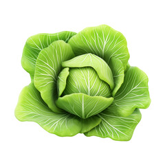 cabbage isolated on transparent background, png