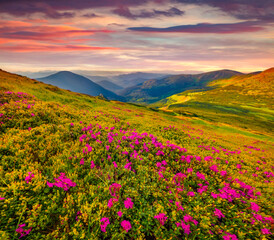 Superb morning scene of Chornogora mountain range. Blooming pink rhododendron flowers on Carpathian...