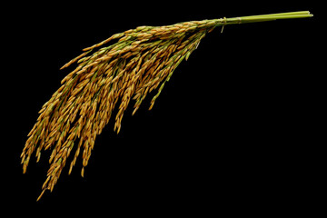 Bunch of rice ears isolated on black background.