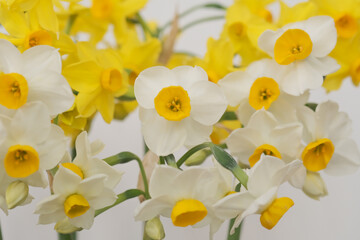 Fototapeta premium 水仙の花束