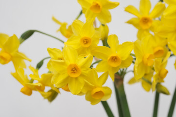 Naklejka premium 黄色いラッパスイセン