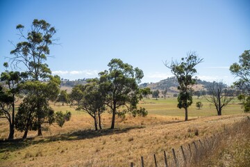 Fototapeta premium beautiful farming landscape with trees and fields cows