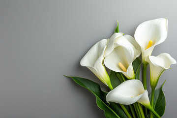 Calla on grey background - beautiful white flower, houseplant. Beautiful calla lily flowers tied with ribbon on grey table, closeup