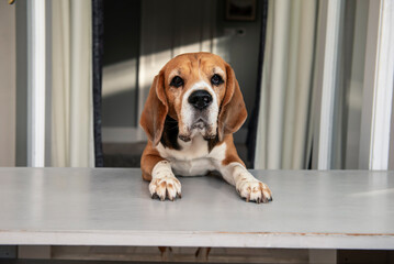 serious beagle dog looking at the table