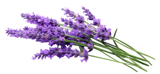 Vibrant bouquet of purple lavender flowers, cut out