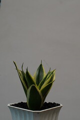 Sansivera golden hahnii plant growing in a white pot