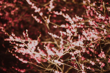 栃木に咲く夜の梅の花のライトアップ