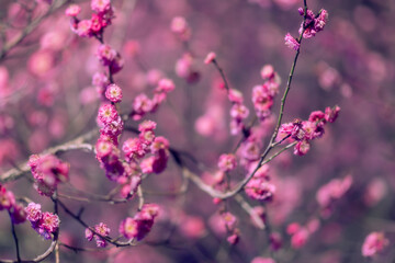 栃木に咲く夜の梅の花のライトアップ