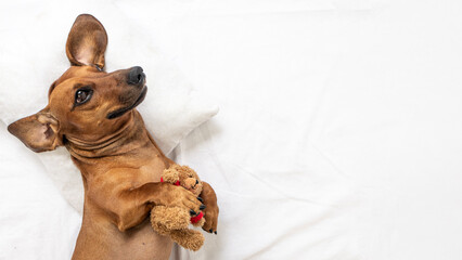 A funny dachshund lies on white bedding with a toy in the form of a bear cub.