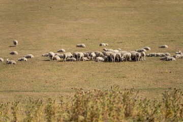 Agricultural farm practicing regenerative farmer, with sheep grazing in field practicing rotational grazing storing carbon in the soil through fungi by carbon sequestration