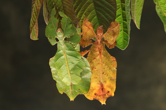 Leaf insect (Cryptophyllium westwoodii) is a species of leaf insect in the family Phylliidae. , usually green insects  that are known for their striking leaflike aappearance.