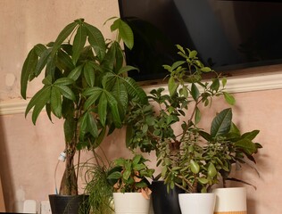 plants shelf