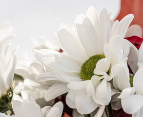 Obraz premium close up photo of white bloom chrysanthemum.