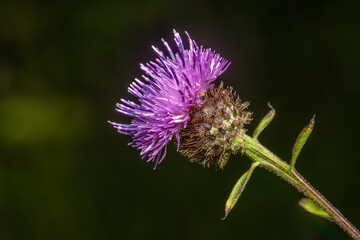 Close-up of Common Knapweed Flower