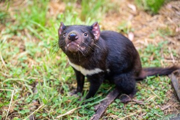 Beautiful tasmanian devil in the Tasmanian bush. Australian wildlife in a national park in...