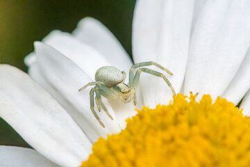 Crab Spider on Oxeye Daisy