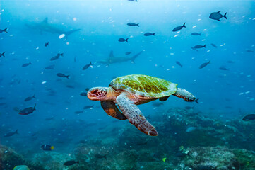 Galapagos Green Sea Turtle in Underwater Reef Scene