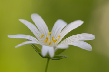 Delicate spring flowers of Rabelera holostea (syn. Stellaria holostea) in magical light. Greater stitchwort flowers macro. Spring carpet of flowers in the forest.