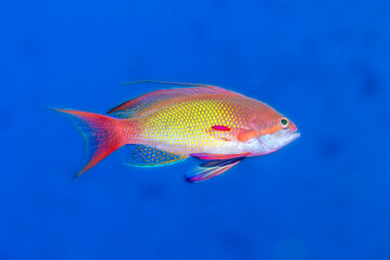 Close-up Profile of Lyretail Anthias