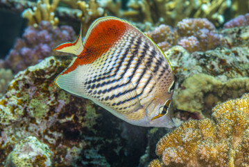 Eritrean Butterflyfish over Red Sea Coral Reef