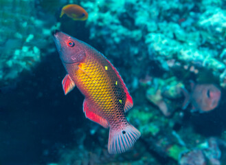 Naklejka premium Diana's Hogfish in the Red Sea