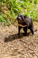 Beautiful tasmanian devil in the Tasmanian bush. Australian wildlife in a national park in Australia in spring