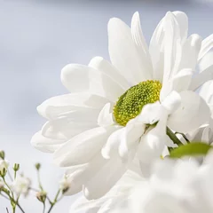 Wandcirkels aluminium detail of white petals gerbera flower. Macro photo with white flower. © Diana Hlachová