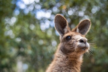 Beautiful kangaroo in the Australian bush, in the blue mountains, nsw. Australian wildlife in a national park in Australia.