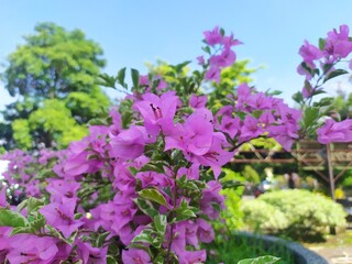 Purple bougenville with clear blue skies in the park