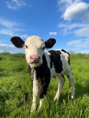 cow on a meadow