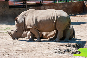 Obraz premium rhino in the zoo