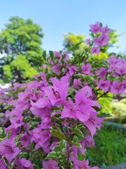 Purple bougenville with clear blue skies in the park
