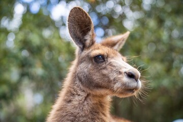 Beautiful kangaroo, pademelon and wallaby in the Australian bush, in the blue mountains, nsw. Australian wildlife in a national park