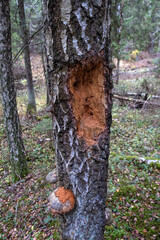 woodpecker hole in tree