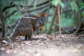 Beautiful kangaroo in the Australian bush, in the blue mountains, nsw. Australian wildlife in a national park in Australia.