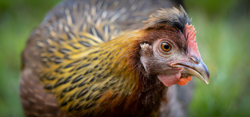 Gold and Brown Chicken Hen Up Close