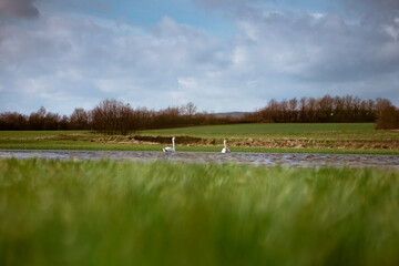 Von Schneeglöckchen, mooren und weidenkätzchen
