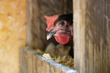 Mad Hen Peeking Out Of Nesting Box