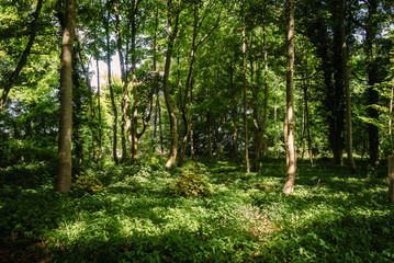 Into the Woods - woodland scene near Kings Worthy, Hampshire, England.
