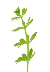 Warty bedstraw plant isolated on white background, Galium verrucosum